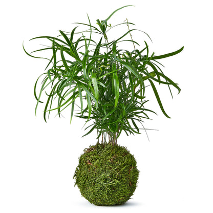 Asparagus Falcatus Fern Bonsai Style Kokedama Tree By Tranquil Plants