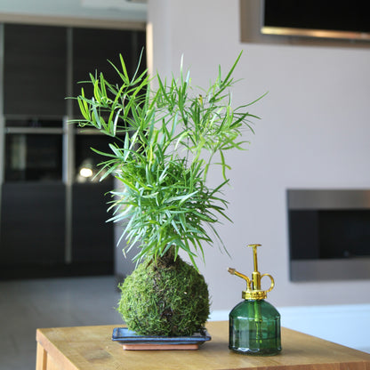 asparagus falcatus fern houseplant indoor plant easy care beginner friendly