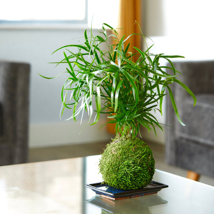 kokedama indoor plants Easy Care Air Purifying Indoor Plants