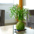Asparagus Falcatus Fern Bonsai Style Kokedama Houseplant By Tranquil Plants