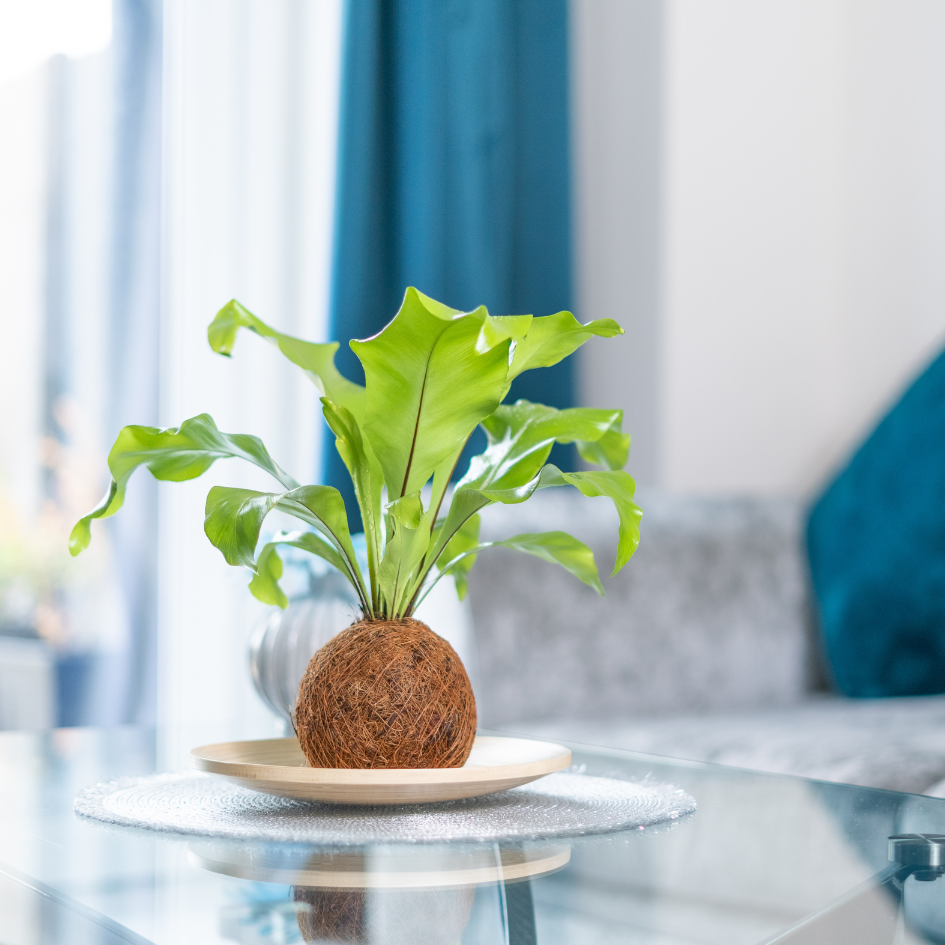 birds nest fern kokedama Birds Nest Fern | Bonsai Kokedama