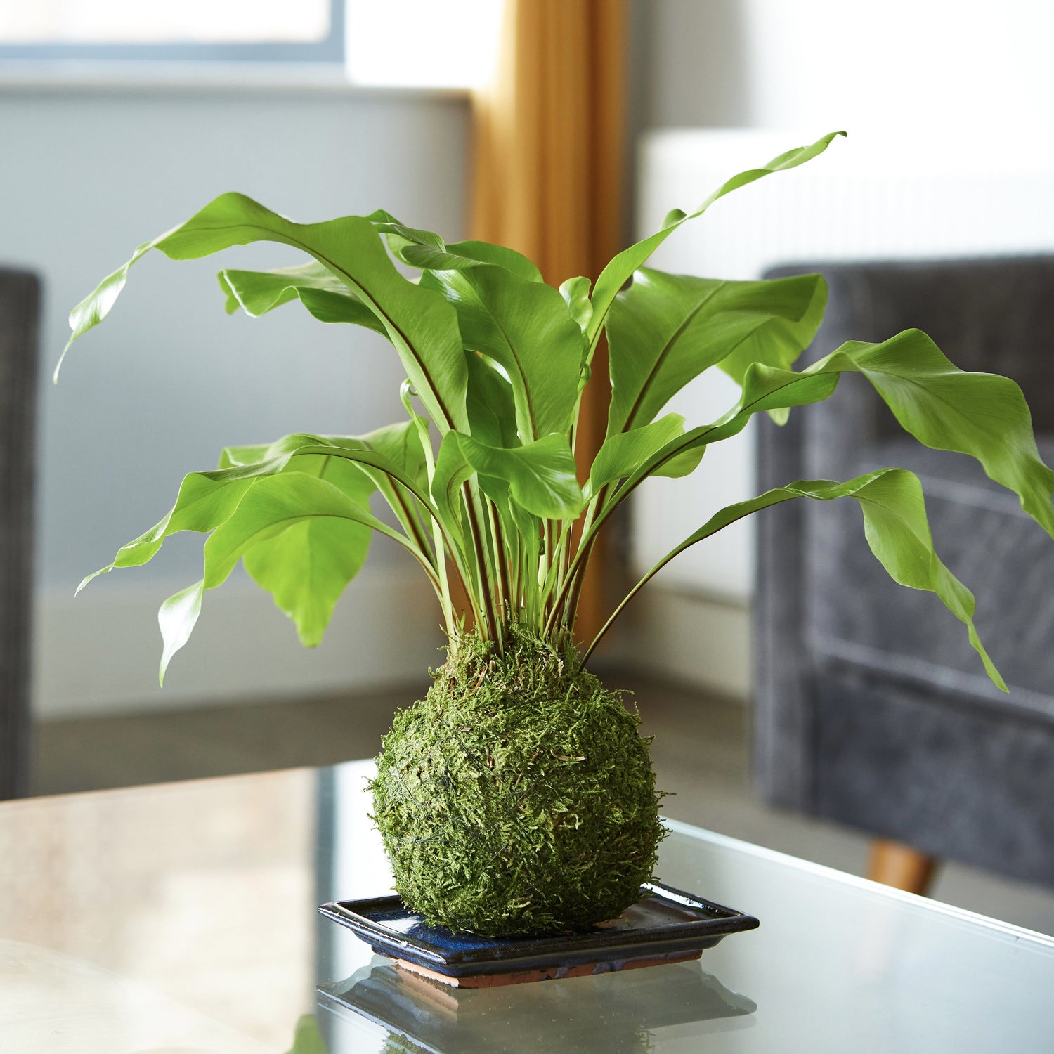bird's nest fern air purifier Birds Nest Fern | Bonsai Kokedama