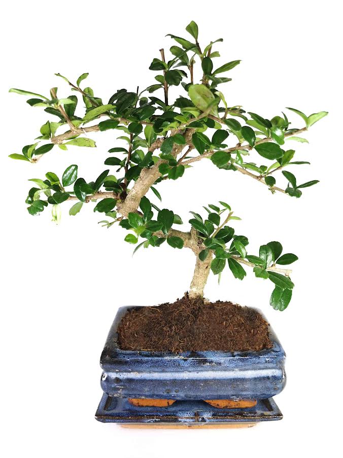 Bonsai tree in 14cm Blue recatangle bonsai pot Tranquil Plants