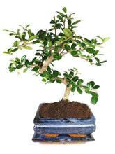 Bonsai tree in 14cm Blue recatangle bonsai pot Tranquil Plants