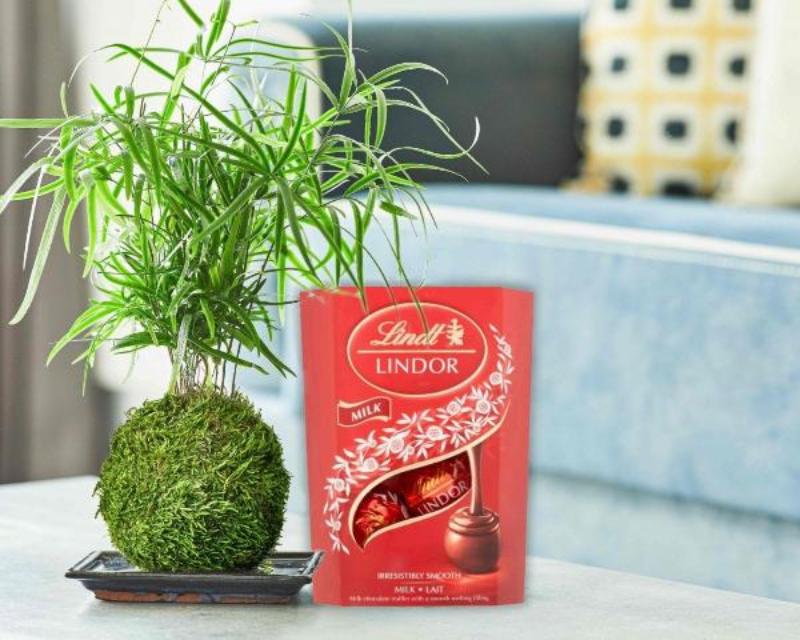 Corporate gift plant falcatus fern with tray and chocolate and wooden logo