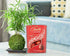 Corporate gift plant falcatus fern with tray and chocolate and wooden logo