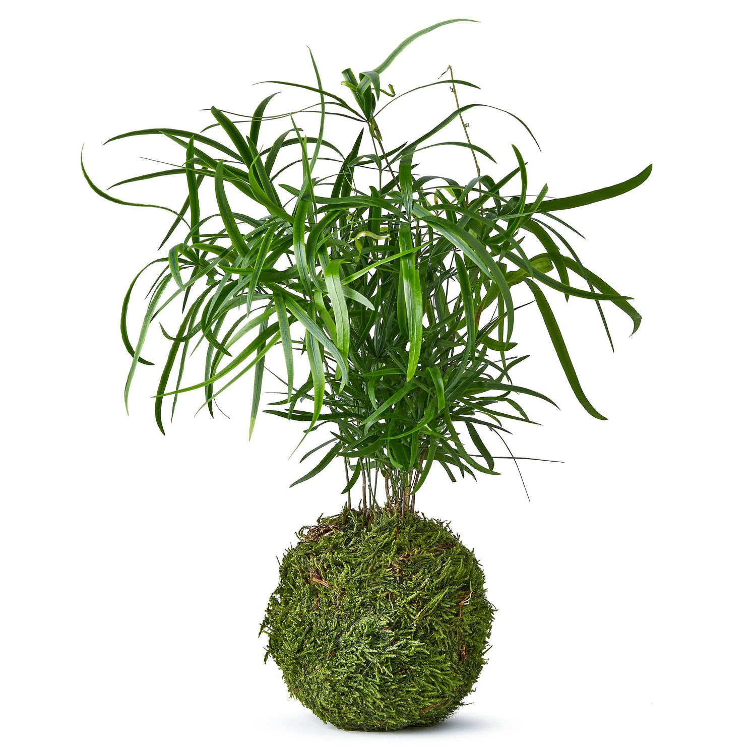 Corporate gift 20 pack - Fern kokedama with tray and chocolate £29.99 each Tranquil Plants