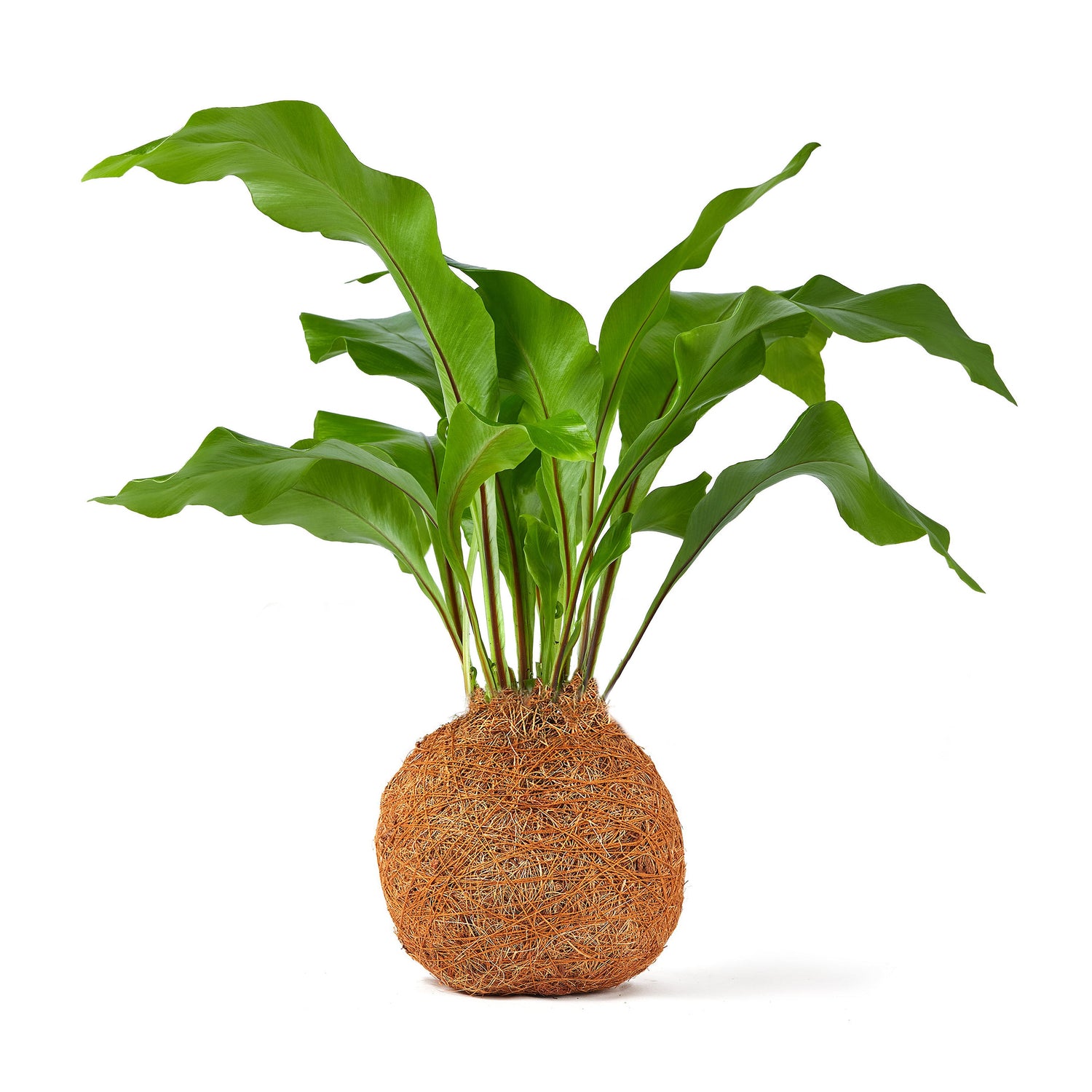 Corporate gift 20 pack - birds nest coco fibre fern kokedama with tray and wooden logo £25.99 each Tranquil Plants