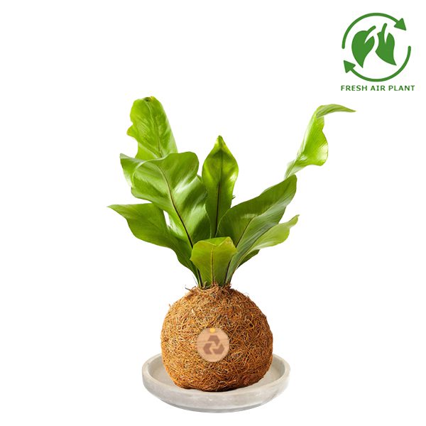 Corporate gift  eco plant kokedama fern  tranquil plants 