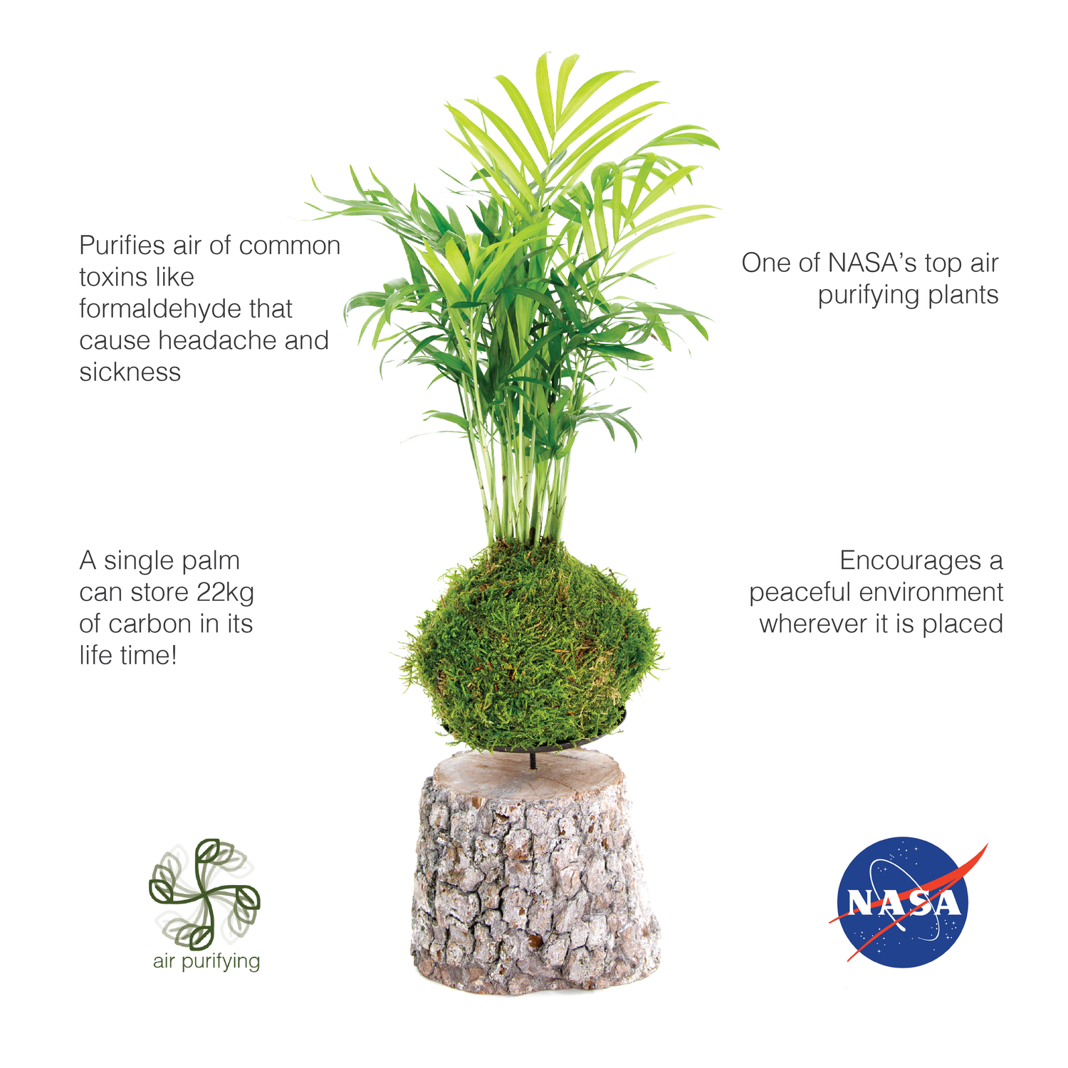 Corporate gift  eco NASA  plant kokedama palm tree  tranquil plants  wooden stand 