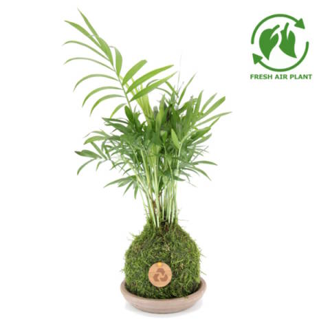 Corporate gift  eco plant kokedama palm tree  tranquil plants 