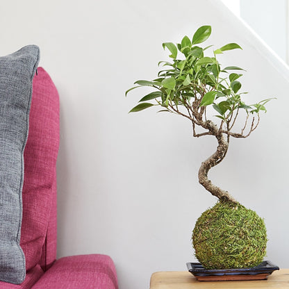 Ficus Ginseng Bonsai Tree Kokedama by Tranquil Plants Houseplants Lifestyle