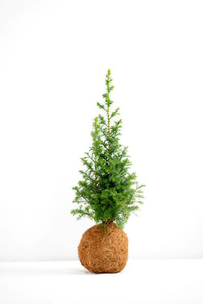 Mini Cypress Pine Coco-Fibre Kokedama Tree Tranquil Plants