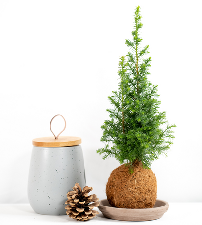 Mini Cypress Pine Coco-Fibre Kokedama Tree Tranquil Plants