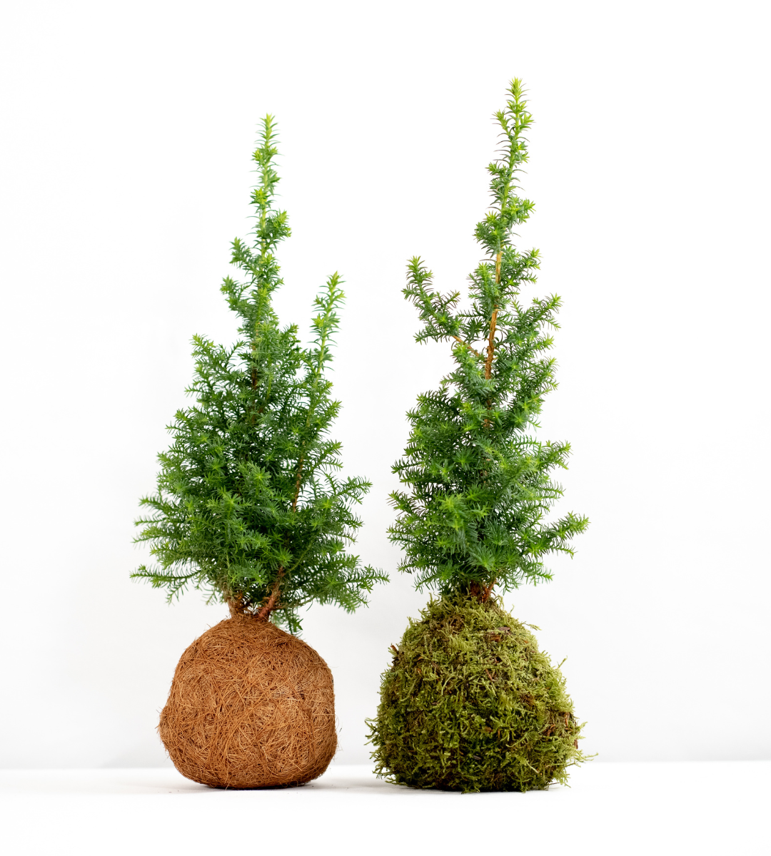 Mini Cypress Pine Coco-Fibre Kokedama Tree Tranquil Plants