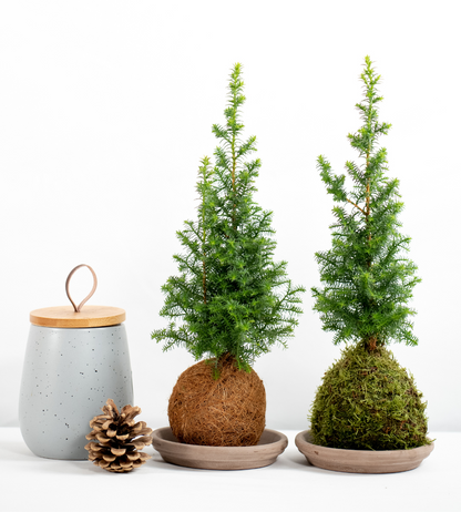 festive mini tree kokedama christmas tranquil plants