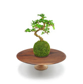 Oriental Bonsai Garden Tranquil Plants