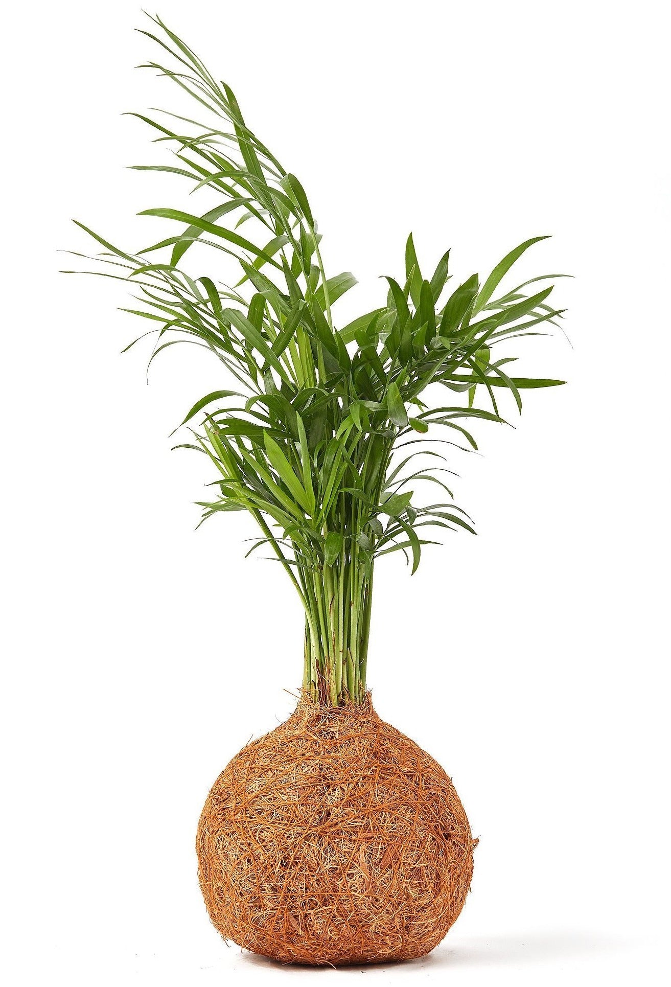 Palm coco fibre kokedama bonsai style indoor plant