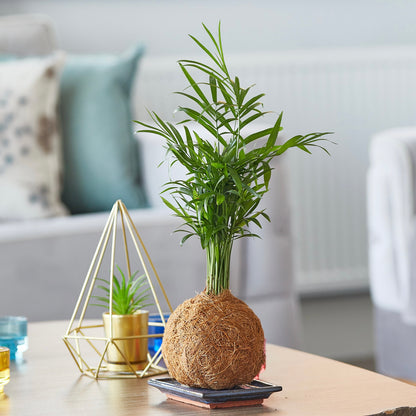 Parlour Palm Coco-Fibre Kokedama bonsai style Fresh Air houseplant