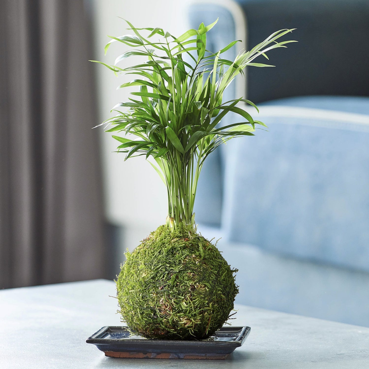 kokedama air plant Parlour Palm | Moss Kokedama