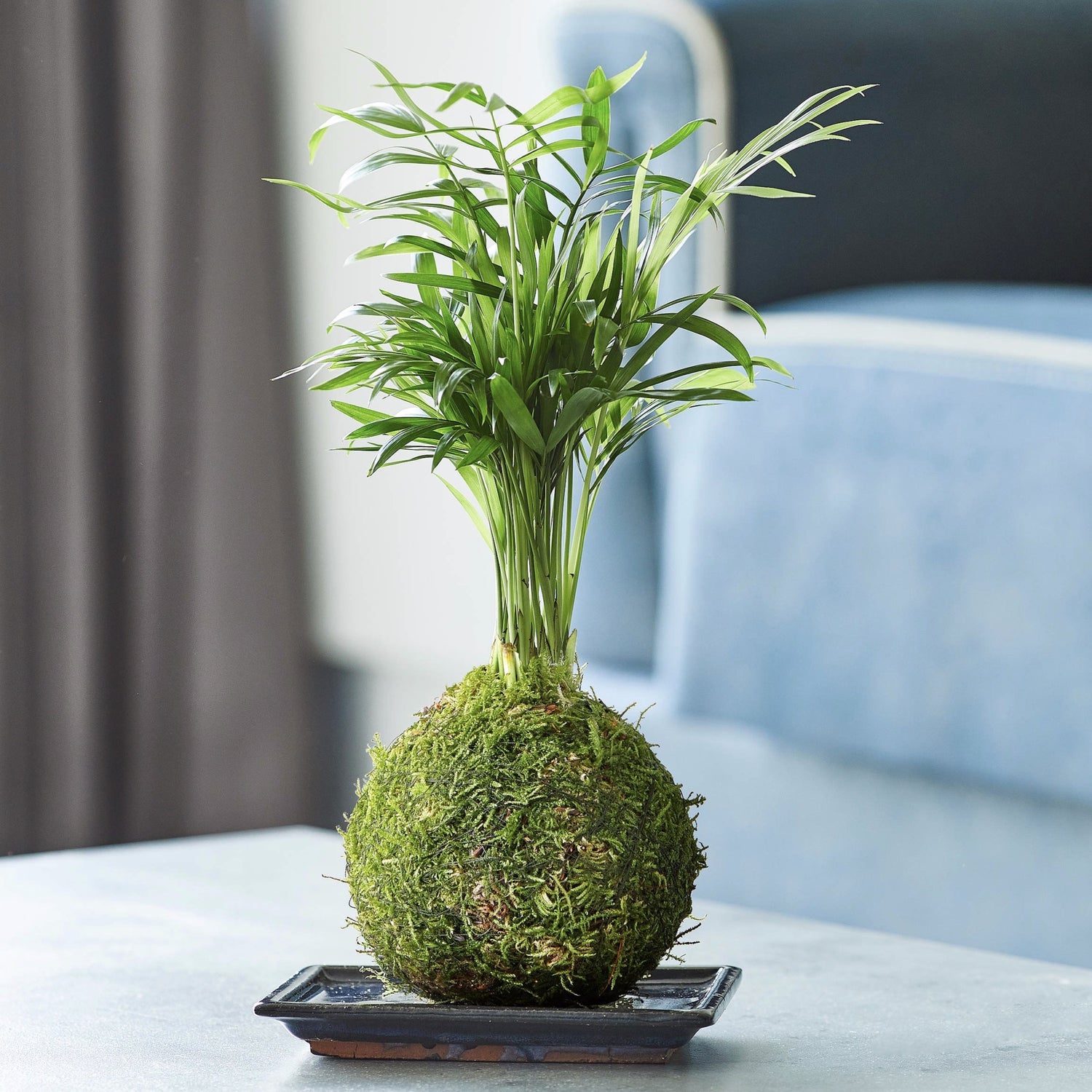 Kokedama Parlour Palm fresh air houseplant