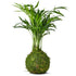 Kokedama Palm fresh air Bonsai Style Tree