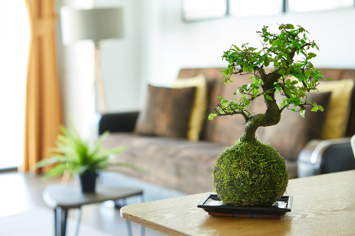 chinese elm indoor bonsai kokedama tranquil plants