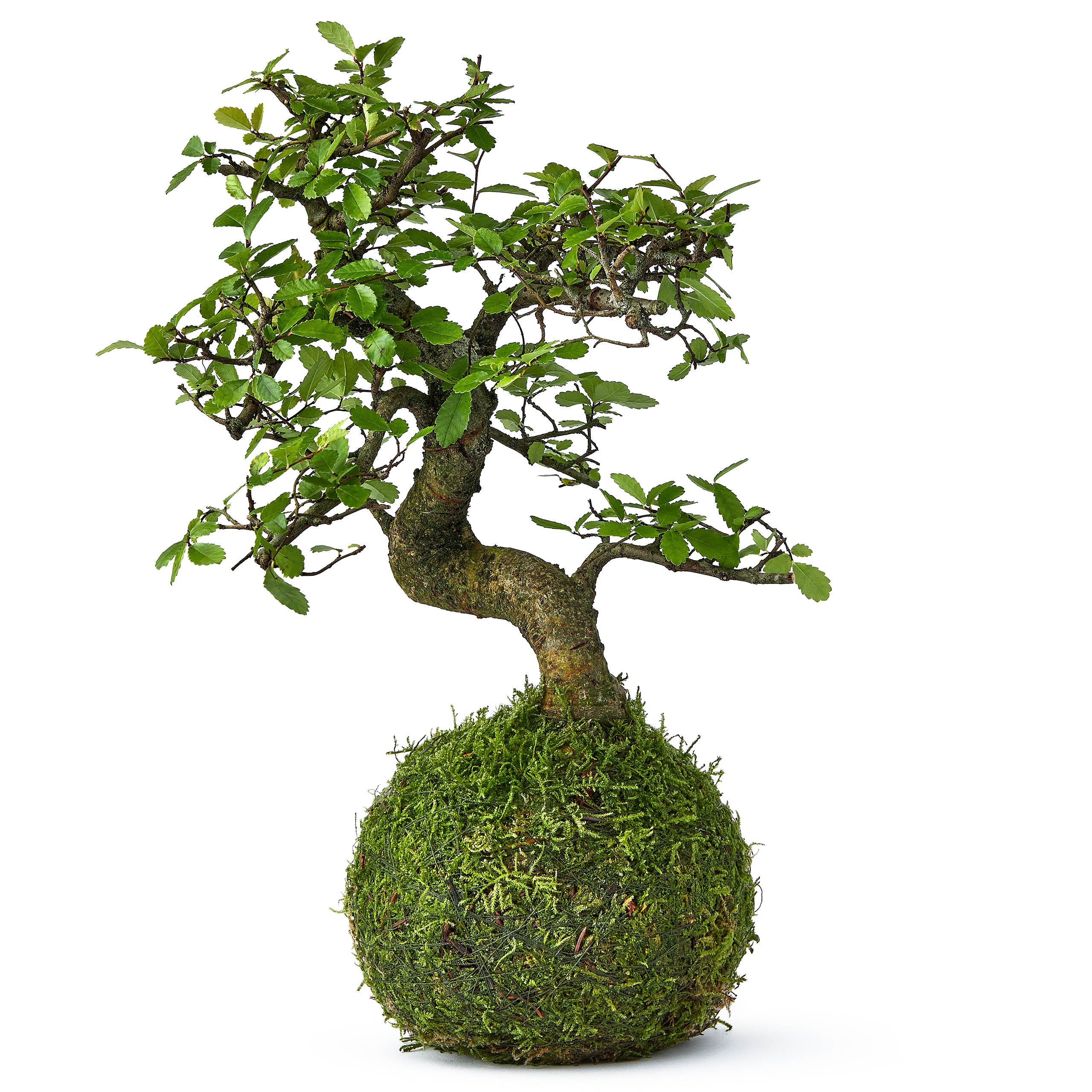 chinese elm bonsai tree kokedama for sale at Tranquil Plants