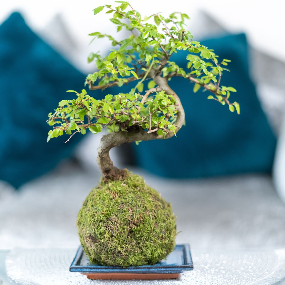 chinese elm bonsai kokedama easy care bonsai tree